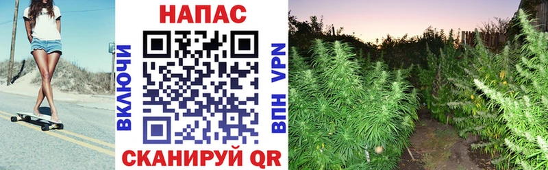 Канабис гибрид  Очёр 